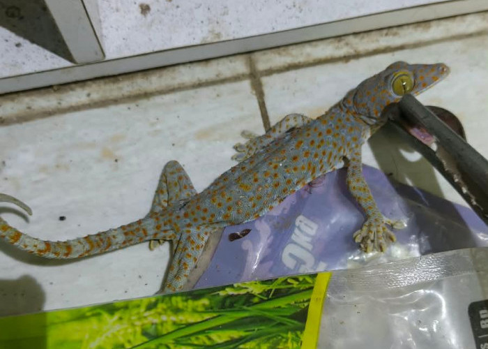 Teror Tokek di Dapur Kontrakan, Mahasiswi Jember Histeris Minta Bantuan Damkar