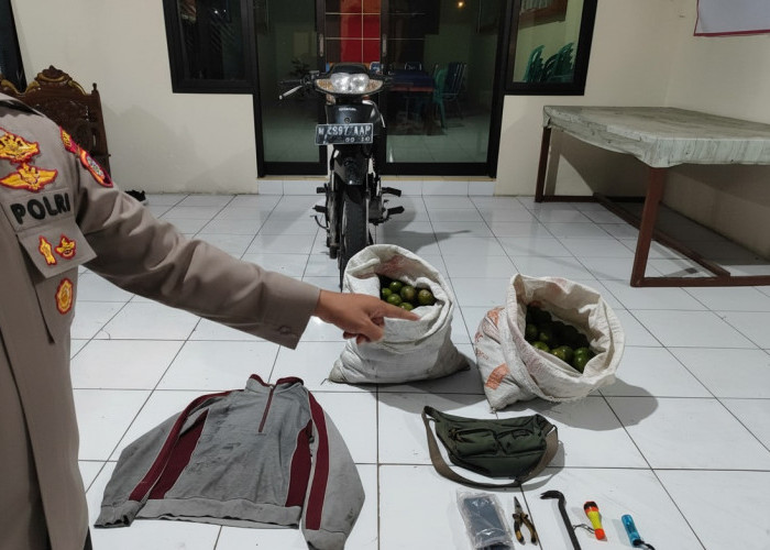 Polisi Amankan Dua Pencuri Jeruk di Turen, Salah Satu Pelaku Residivis