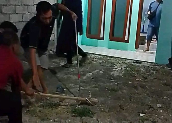 Warga Situbondo Diteror Ular Kobra, Dalam Sepekan Empat Ekor Masuk ke Rumah