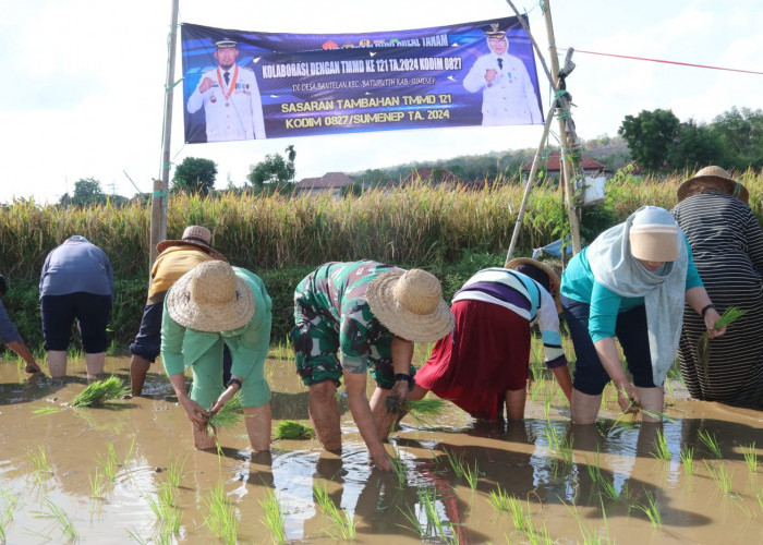 Penanaman Padi Program Unggulan Kasad, Jadi Sasaran Tambahan TMMD 121