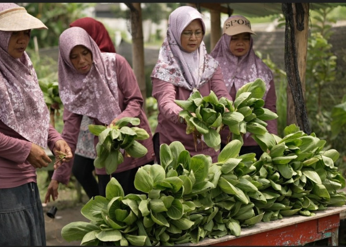 Berkah MBG, Kelompok Tani Wanita di Karanganyar Lebih Mudah Salurkan Panen Sayuran