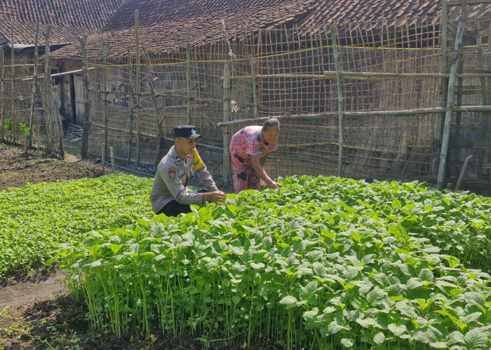 Bhabinkamtibmas Pakah Monitoring Tanaman Bayam Warga, Perkuat Ketahanan Pangan Keluarga di Mantingan