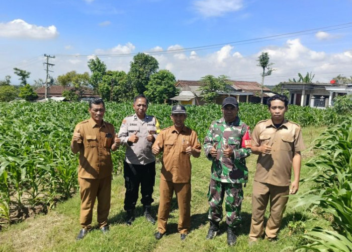 Sinergi Tiga Pilar Desa Pagung Kediri Tinjau Tanaman Jagung untuk Ketahanan Pangan