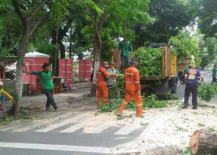 DLH Nganjuk Intensifkan Pemangkasan Pohon Berisiko 
