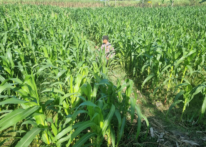 ?Dukung Asta Cita Presiden, Bhabinkamtibmas Polsek Tekung Cek Lahan Jagung dan Pekarangan Bergizi Warga