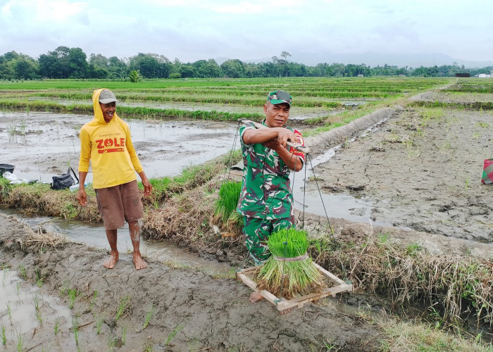 Dukung Ketahanan Pangan, Babinsa Doko Blitar Dampingi Petani Tanam Padi di Plumbangan