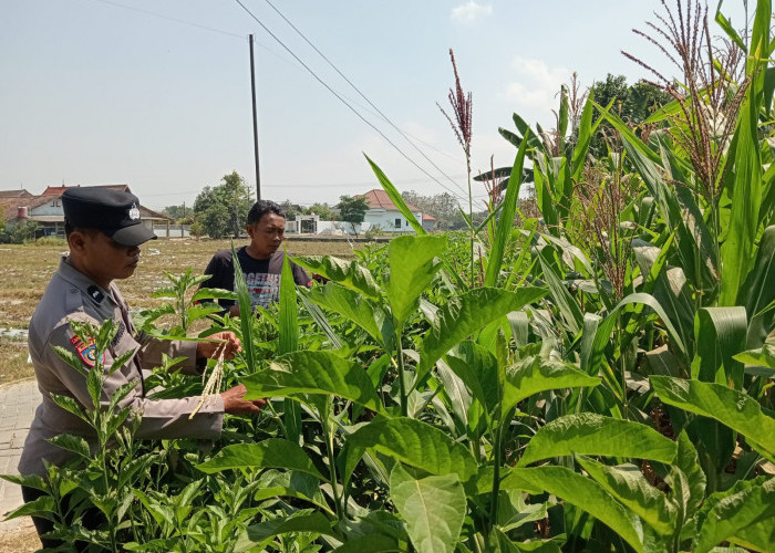 Bhabinkamtibmas Karangjati Monitoring Lahan Jagung, Dukung Ketahanan Pangan Warga