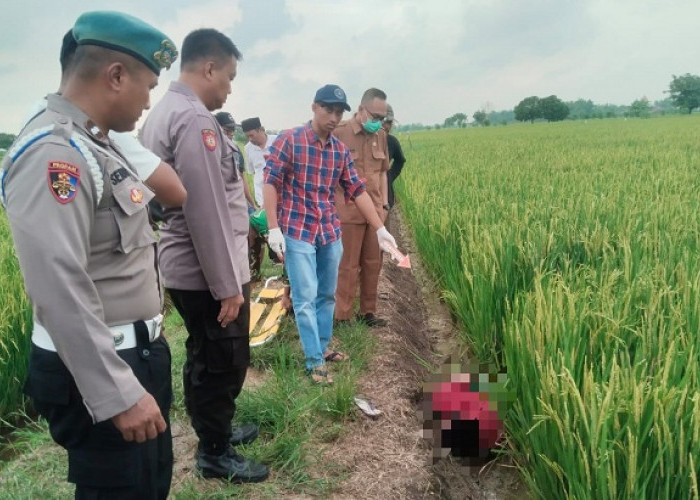 Imbauan Polisi Tak Dihiraukan, 2 Petani Tewas Tersengat Jebakan Tikus Dalam Sebulan di Desa Ganggang Gresik
