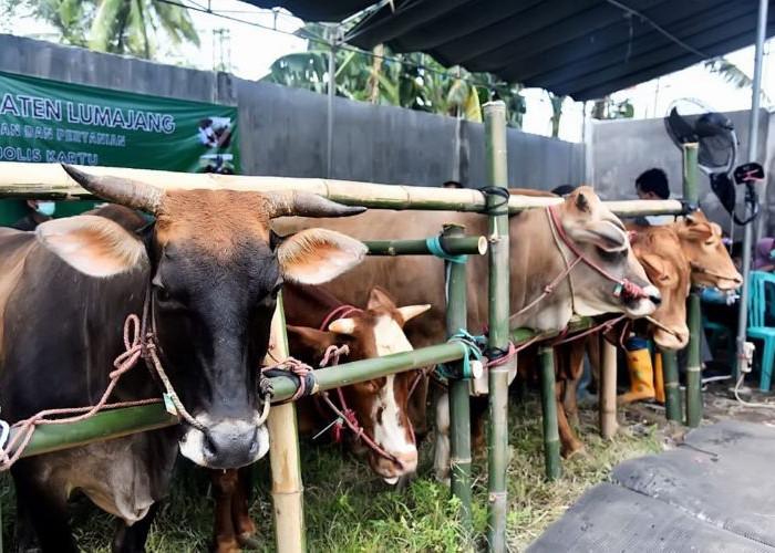 Sapi Kurban di Pasar Hewan Lumajang Laris Jelang Iduladha, Harga Ikut Naik
