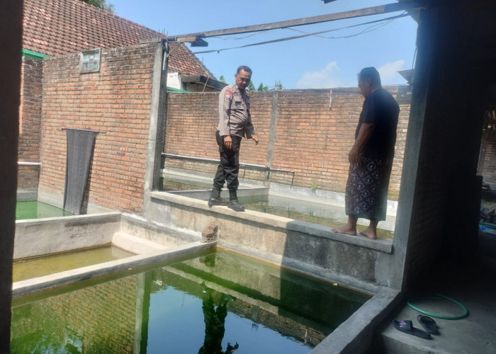 Polsek Porong Tinjau Program Ketahanan Pangan Budi Daya Mujair di Juwetkenongo