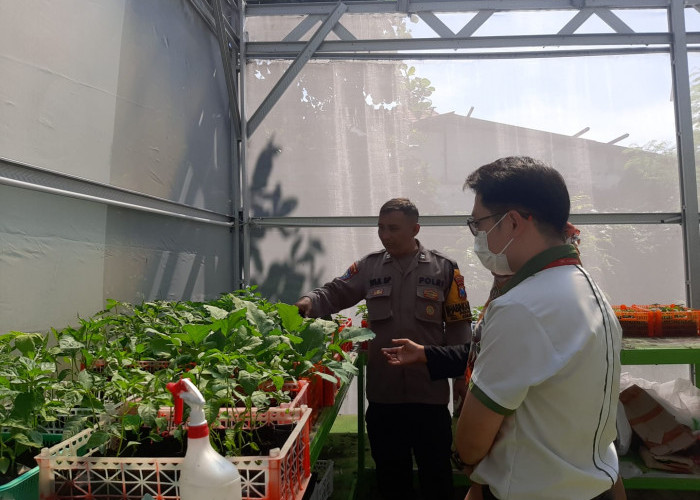 Sulap Lahan Tidur Jadi Kebun Golden Melon, Polres Pelabuhan Tanjung Perak Berdayakan Petani Krembangan