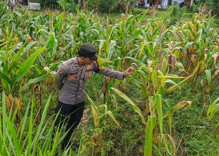 Dukung Ketahanan Pangan Nasional, Polsek Sumbersuko Tinjau Lahan Jagung di Desa Purwosono