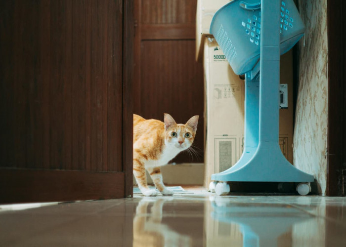 Bukan Sekadar Minta Makan, Kenali 6 Alasan Unik di Balik Suara Meong Kucing Kesayangan Anda