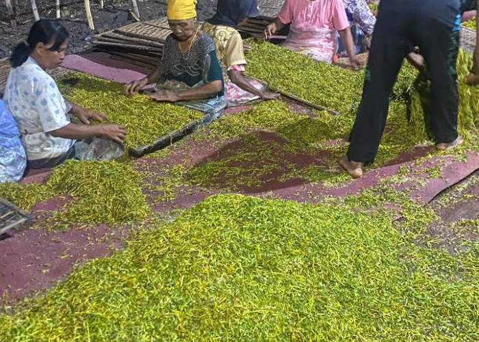 Petani Tembakau Jombang Sumringah, Harga Rajangan Tembus Rp50 Ribu