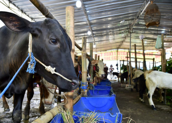 Jelang Iduladha, Lapak Hewan Kurban di Pasuruan Diserbu Pembeli