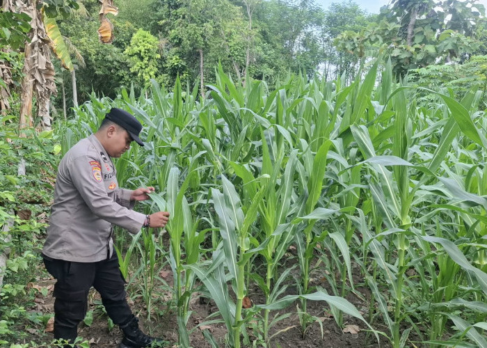 Dukung Ketahanan Pangan, Polsek Jatiroto Cek Langsung Pertanian Jagung Warga di Lumajang