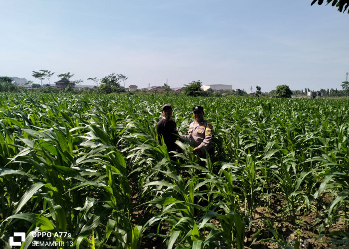 Wujud Polri untuk Masyarakat, Bhabinkamtibmas Semampir Dampingi Petani Jagung