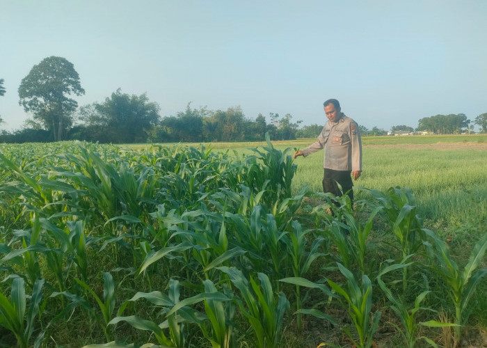 Dukung Asta Cita, Bhabinkamtibmas Polsek Tekung Dampingi Petani Tingkatkan Ketahanan Pangan