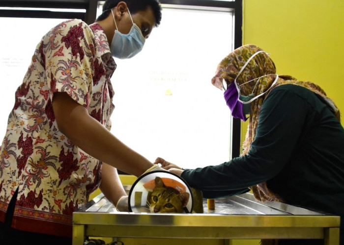 Pemkot Surabaya Sediakan Layanan Klinik Hewan Gratis 