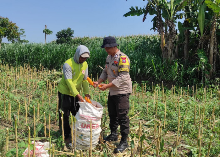 Kawal Ketahanan Pangan dari Desa, Bhabinkamtibmas Puhrubuh Dampingi Petani Panen Jagung