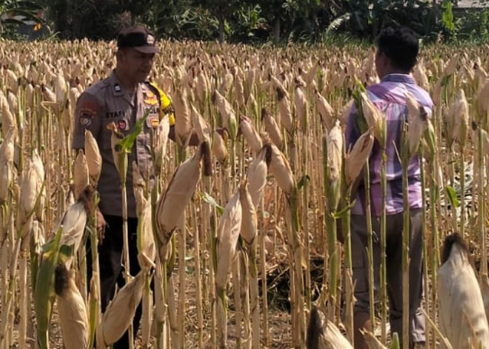 Bhabinkamtibmas Desa Kerep Kediri Dorong Produktivitas Jagung untuk Ketahanan Pangan