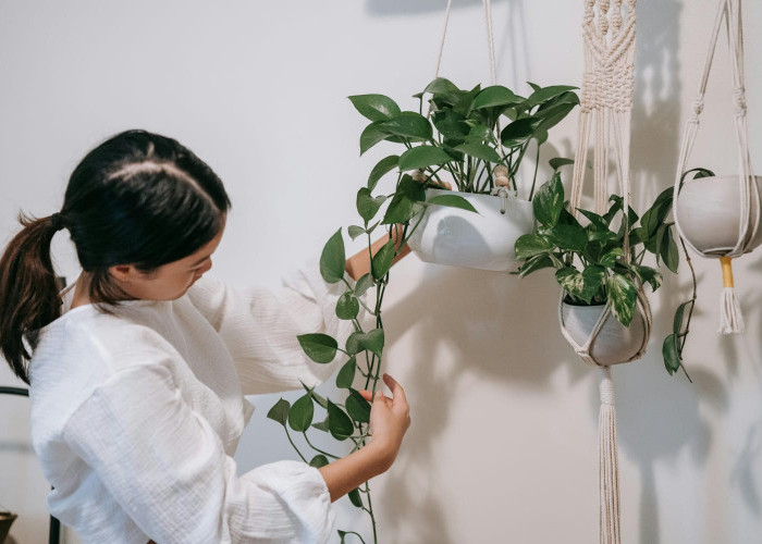 Cara Menata Tanaman agar Rumah Terasa Sejuk Tanpa Lahan Luas