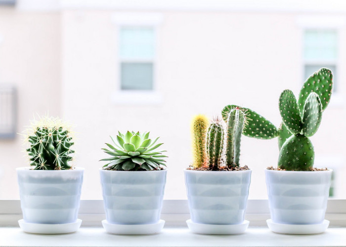 Kamar Instagramable, 5 Kaktus Mini Ini Siap Mempercantik Dekorasi Kamar!