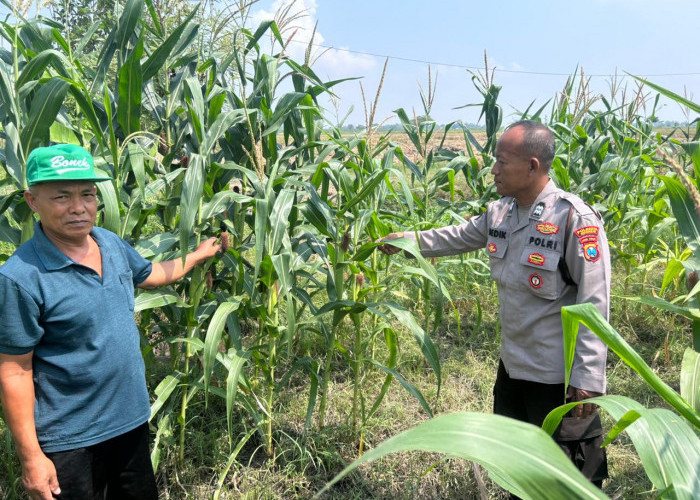 Masifkan Ketahanan Pangan, Polresta Sidoarjo Pastikan Kesiapan Lahan Jagung di Prambon