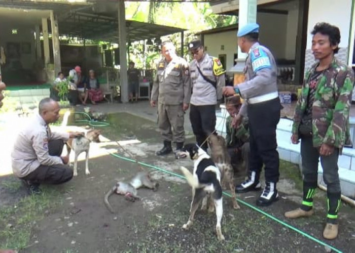 Kera Liar Penebar Teror di Jember Akhirnya Tertangkap, Masuk Perangkap Kamar Mandi Warga