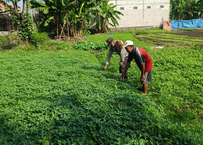 Pemanfaatan Lahan Kosong untuk Ketahanan Pangan, Polsek Wonoayu Desa Lambangan
