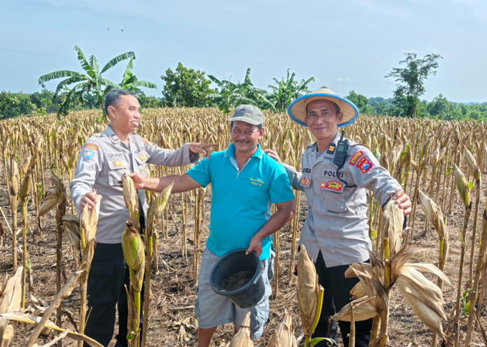 Polsek Kedungadem Dampingi Petani Jagung Hutan, Dorong Produktivitas dan Ketahanan Pangan