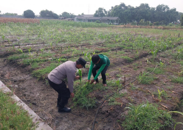 Polsek Sidoarjo Kota Dampingi Petani Jagung Optimalkan Swasembada Pangan