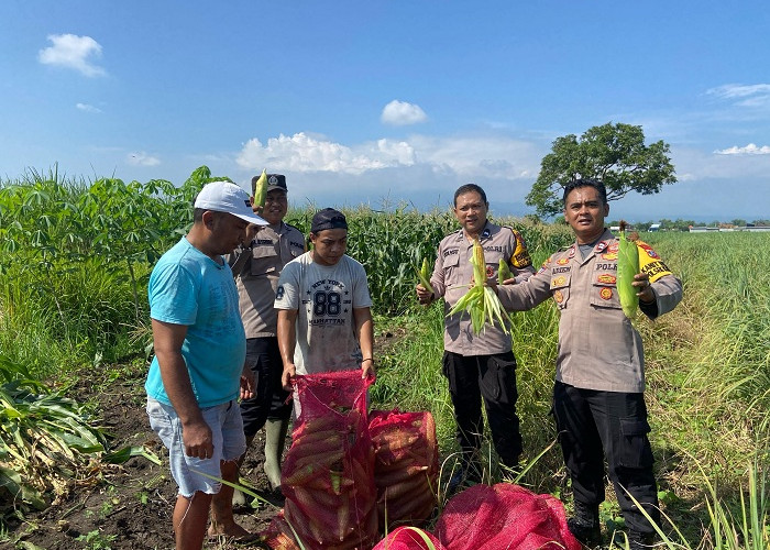 Kanit Binmas Polsek Apresiasi Perkembangan Tanaman Jagung di Desa Lemujut