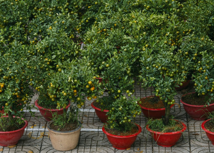 10 Rekomendasi Tabulampot yang Cepat Berbuah dan Mempercantik Hunian