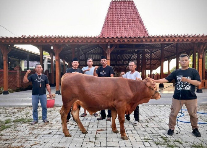 Wakil Ketua Komisi VIII DPR RI Abidin Fikri Serahkan Tiga Sapi Kurban untuk Bojonegoro dan Tuban