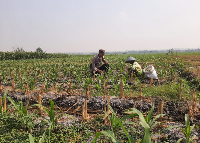 Bhabinkamtibmas Polsek Bringin Cek Pertanian Jagung, Dukung Ketahanan Pangan di Ngawi