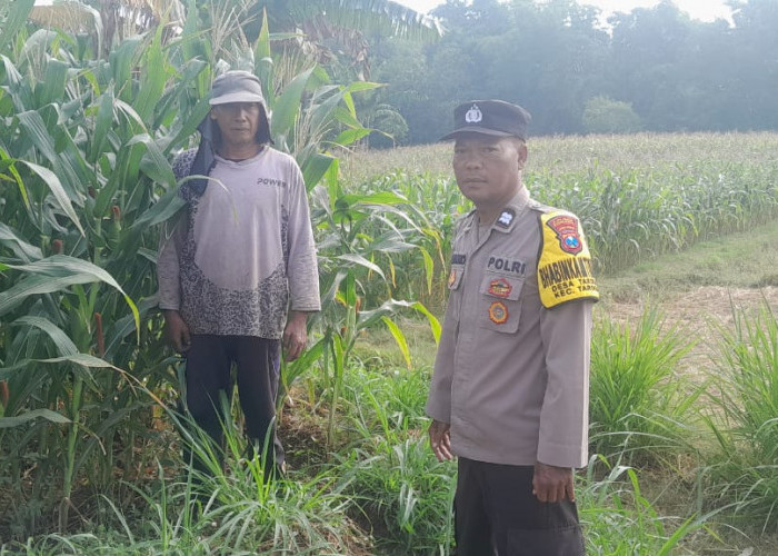 Dukung Ketahanan Pangan, Bhabinkamtibmas Polsek Tarokan Cek Lahan Jagung dan Edukasi Petani
