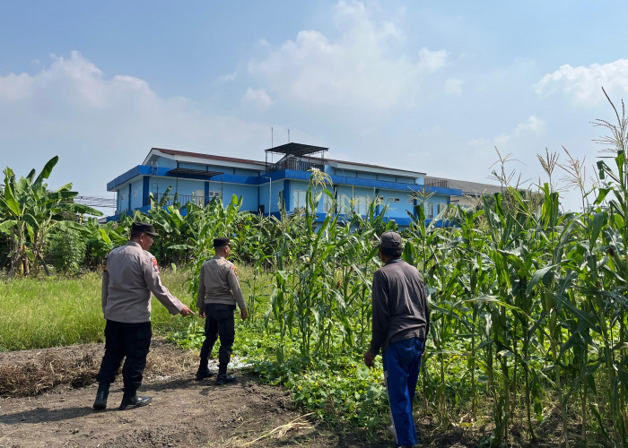 Polsek Sedati Optimis Pengelolaan Lahan Jagung Mampu Optimalkan Swasembada Pangan
