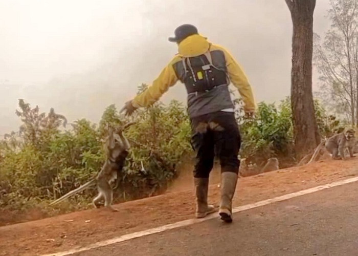 Kebakaran Hutan Akibatkan  Monyet Liar Kelaparan, Warga Tengger Pasuruan Beri Makan 