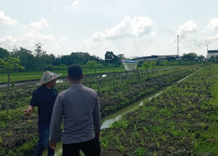 Polsek Wonoayu Wujudkan Swasembada Pangan, Cek Perkembangan Jagung di Desa Popoh