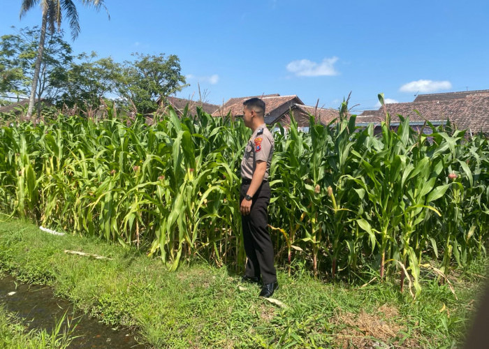 Kawal Ketahanan Pangan, Bhabinkamtibmas Polsek Lumajang Kota Turun Langsung Pantau Tanaman Jagung