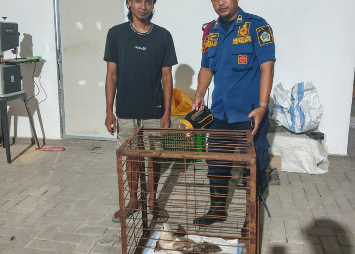 Damkar Gresik Evakuasi Elang Jawa Dilindungi yang Ditemukan Jatuh Terluka