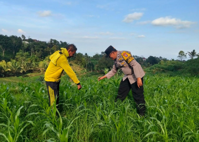 Mengabdi dari Desa, Bhabinkamtibmas Polsek Mojo Dorong Kesuksesan Panen Jagung Warga