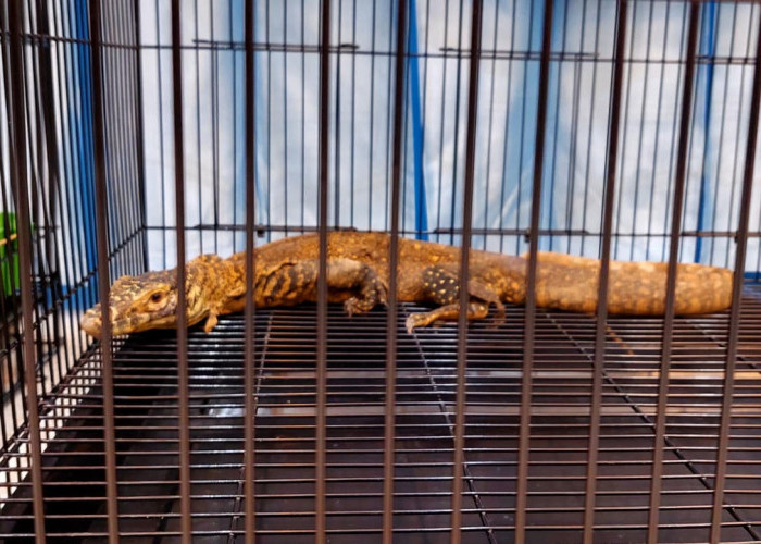 Polda Jatim Beberkan Praktik Licik Pelaku Penyelundupan Komodo dari NTT ke Tailan, Simpan di Pipa Paralon