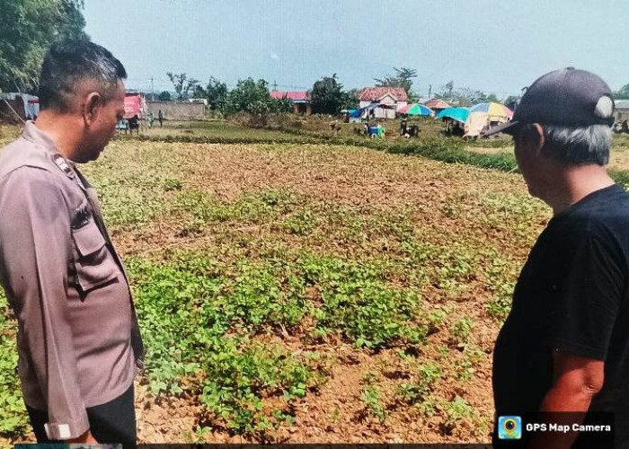 Sambangi Petani Kacang Tanah, Polsek Tanah Merah Sosialisai Program Polisi Penggerak Ketahanan Pangan