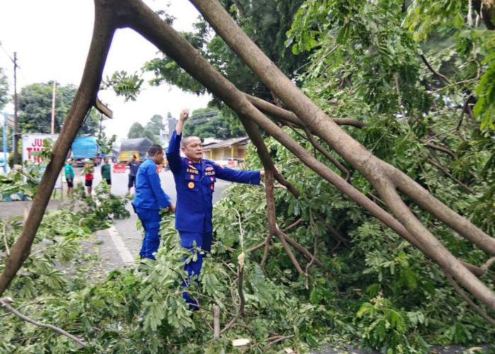Aksi Cepat Satpolairud Polresta Banyuwangi Evakuasi Pohon Tumbang di Jalur Nasional