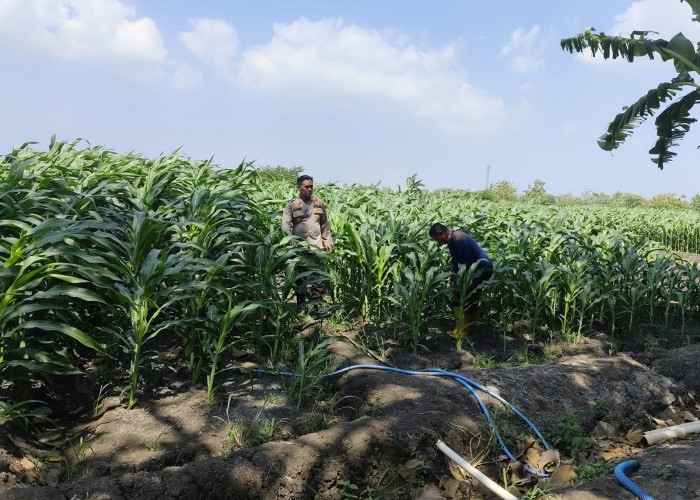 Polsek Krembung Perkuat Ketahanan Pangan, Rawat Lahan Jagung Program P2B di Desa Lemujut