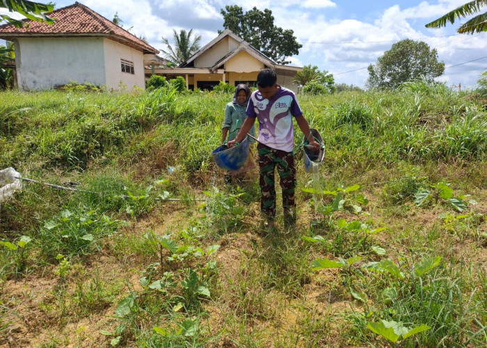 Terong Ungu dan Harapan Masyarakat: Kepedulian Satgas TMMD 127 di Sumenep