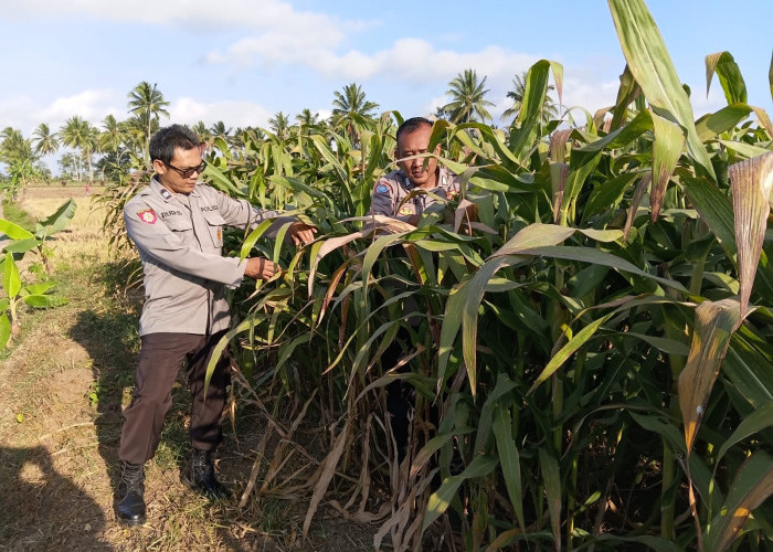 Bhabinkamtibmas Polsek Pasrujambe Cek Perkembangan Tanaman Jagung Warga