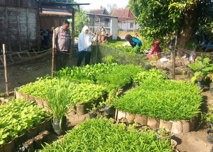 Bhabinkamtibmas Polsek Pitu Monitoring Program P2B, Dorong Kemandirian Pangan Keluarga di Ngawi 